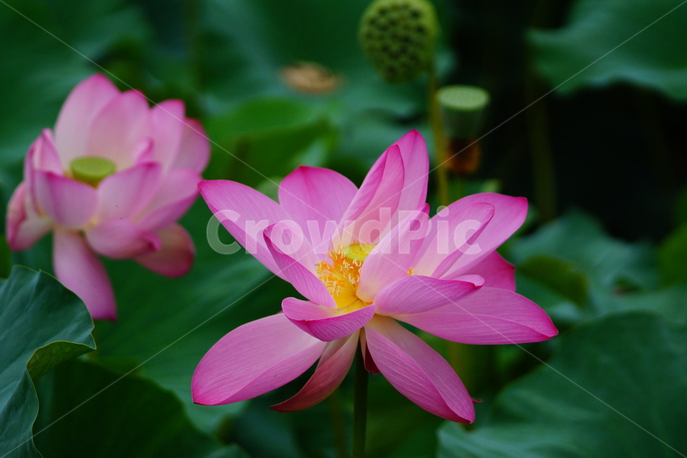 flower,plant,식물,blossom,pondlily,연꽃,연못백합,lily,꽃,식물,자연,plants,nature