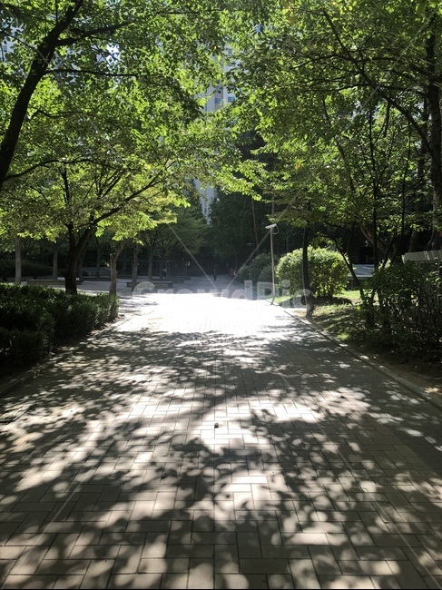나무,tree,shadow,그림자,outdoors,옥외,정원,garden,골목길,alley,나무,trees,wood