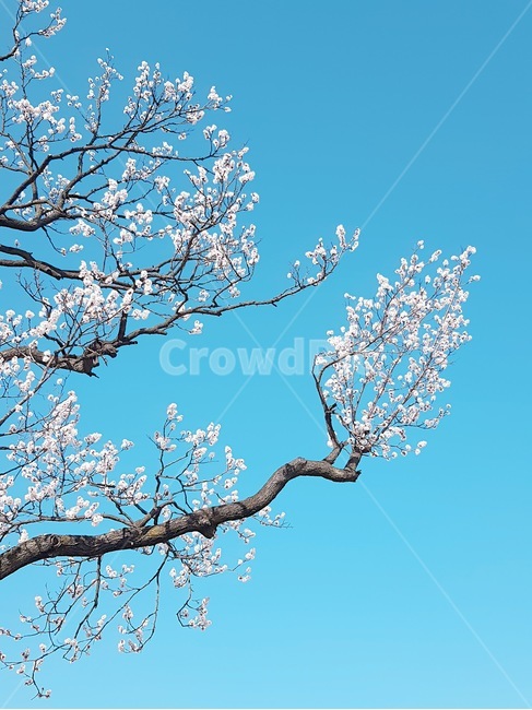 꽃,blossom,식물,나무,봄,flower