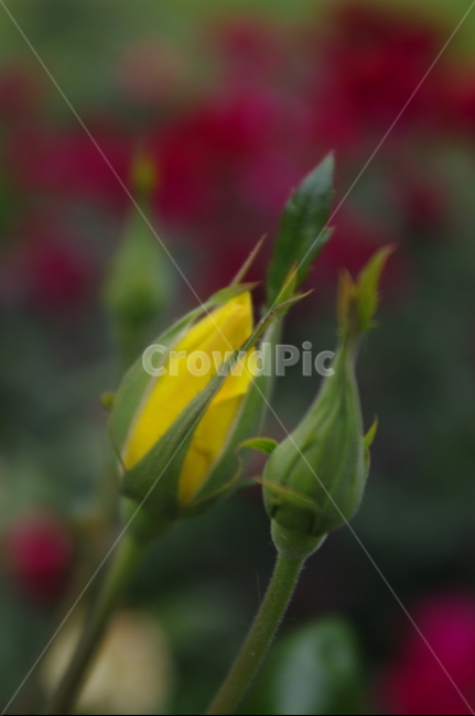 장미,꽃,flower,식물,plant,자연,nature