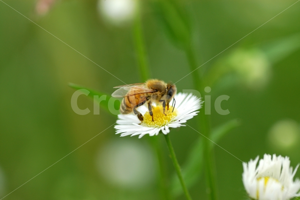 벌,꿀벌,꽃,개망초,계란꽃,자연,접사,녹색,배경,동물,식물,자연,plants,nature,꽃,flower,동물,animal,곤충,벌레,insect,bug
