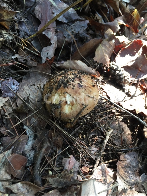 송이,송이버섯,자연산,1등품,송이향,가을,산속,버섯,버섯,mushroom