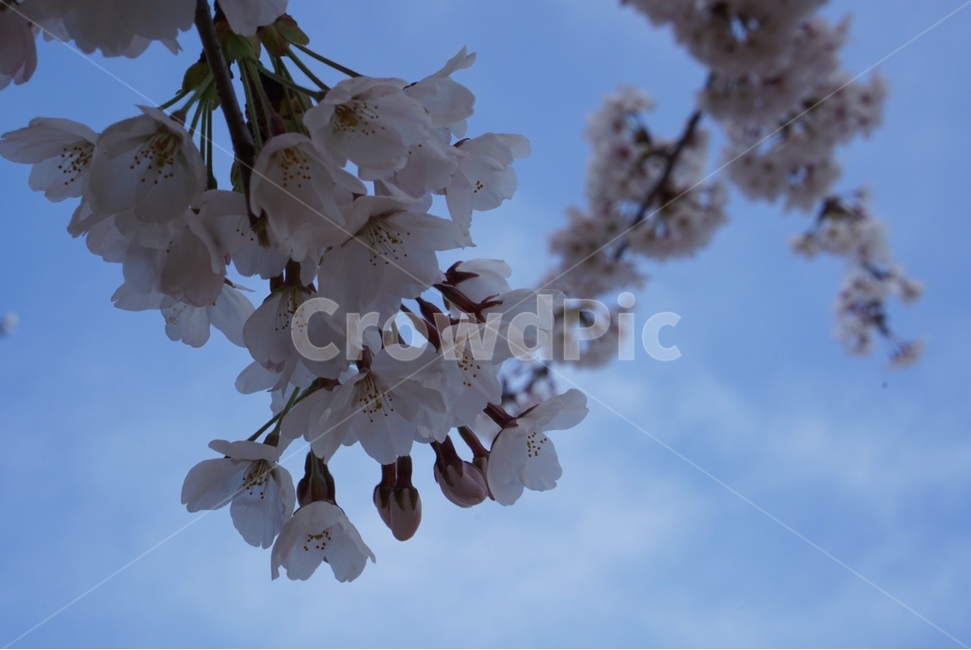 벚꽃,나무,하늘,봄,벚꽃엔딩,봄,계절,spring,season,plant,식물,flower,꽃,cherry blossom,blossom