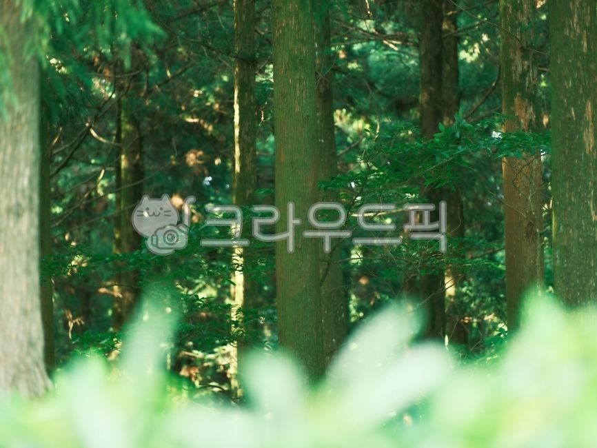 아름다운, 수풀, 나뭇가지, 나무가지, 숲속, 사진,이미지,일러스트,캘리그라피 - 돌하르냥작가