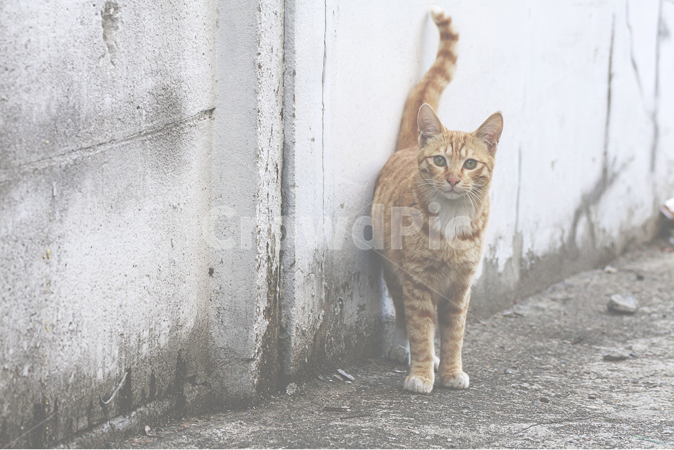 동물,animal,고양이,cat,길고양이,streetcat,길냥이,아기고양이,동물,animal,포유류,mammal,고양이,cat,kitten,kitty