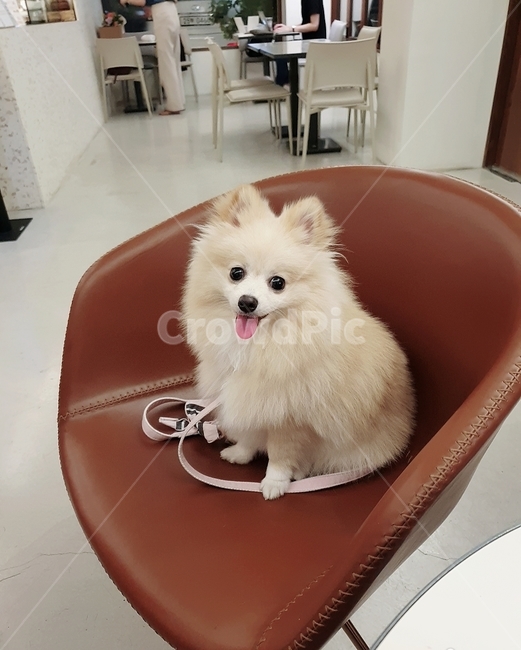 포메라니안,반려동물,반려견,강아지,귀염둥이