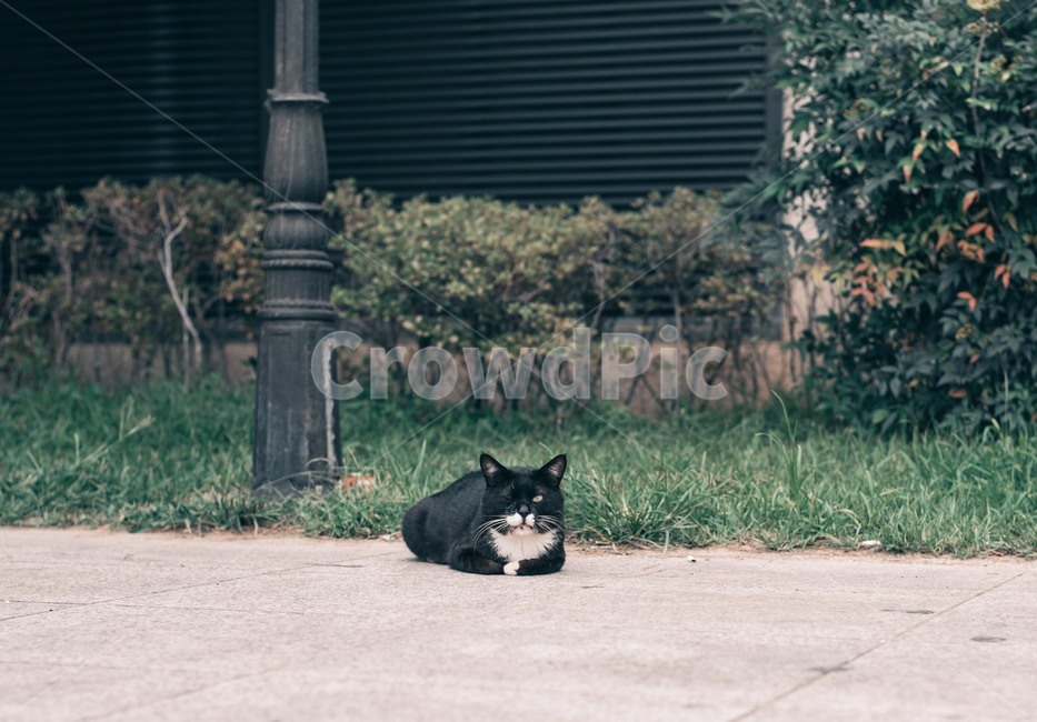 고양이,윙크,여름날,평온,다소곳,동물,animal,포유류,mammal,고양이,cat,kitten,kitty