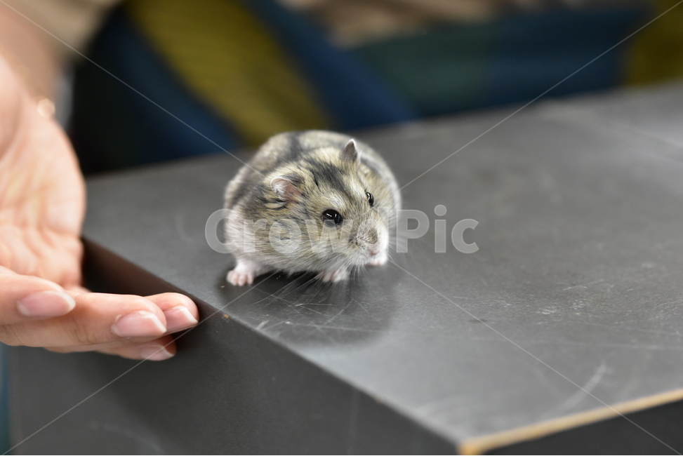 햄스터,동물,애완동물,포유류,펫,귀여움,귀여운,hamsters,mammals,pets,pet,cute,동물,animal,포유류,mammal