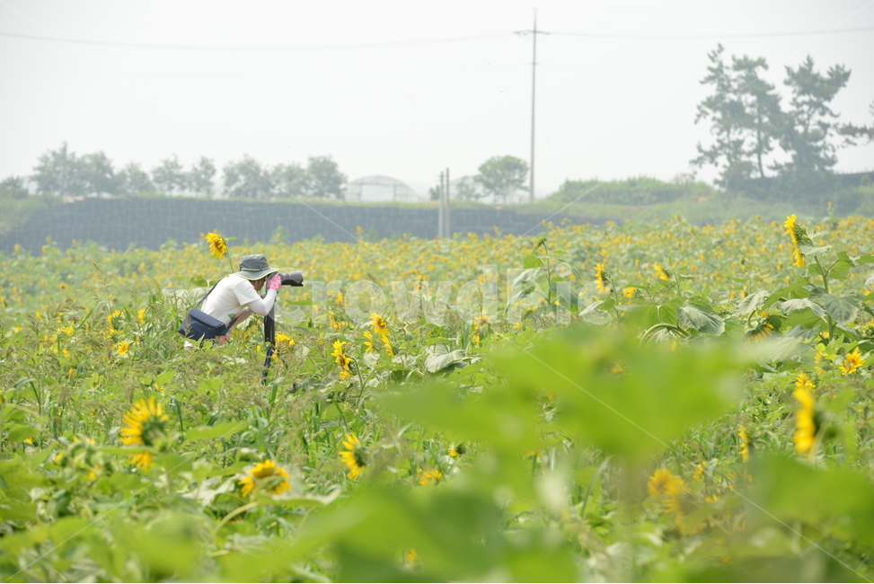 해바라기,사람,카메라,촬영,자연,자연,풍경,nature,landscape,사진작가,포토그래퍼,photographer,field,들,grassland,목초지,outdoors,옥외