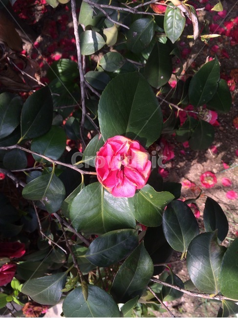 꽃,자연,식물,flower,nature