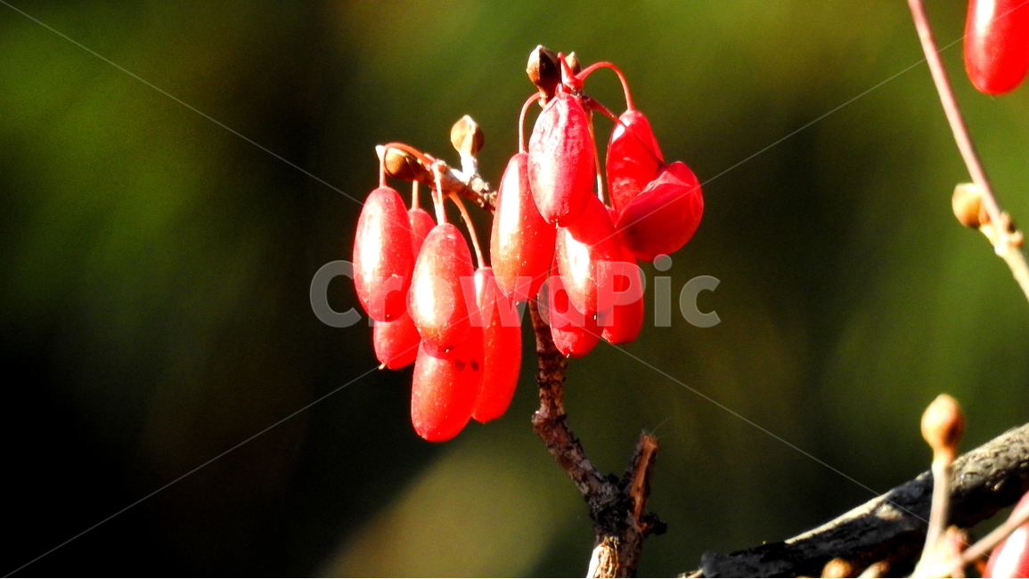 식물,열매,과일,풍경,자연,식물,자연,plants,nature,과일,열매,fruit