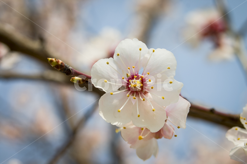 봄,꽃,만개,개화,umeflower,봄,계절,spring,season,식물,자연,plants,nature,꽃,flower,plant