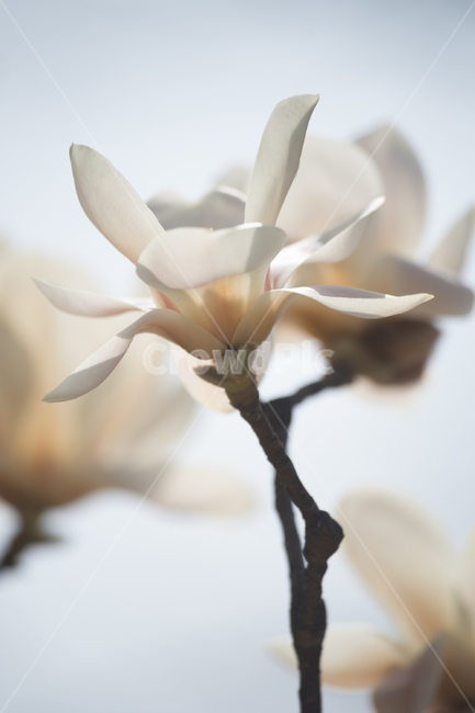 식물,flower,꽃,blossom,목련,봄,계절,spring,season,식물,자연,plants,nature,꽃,flower