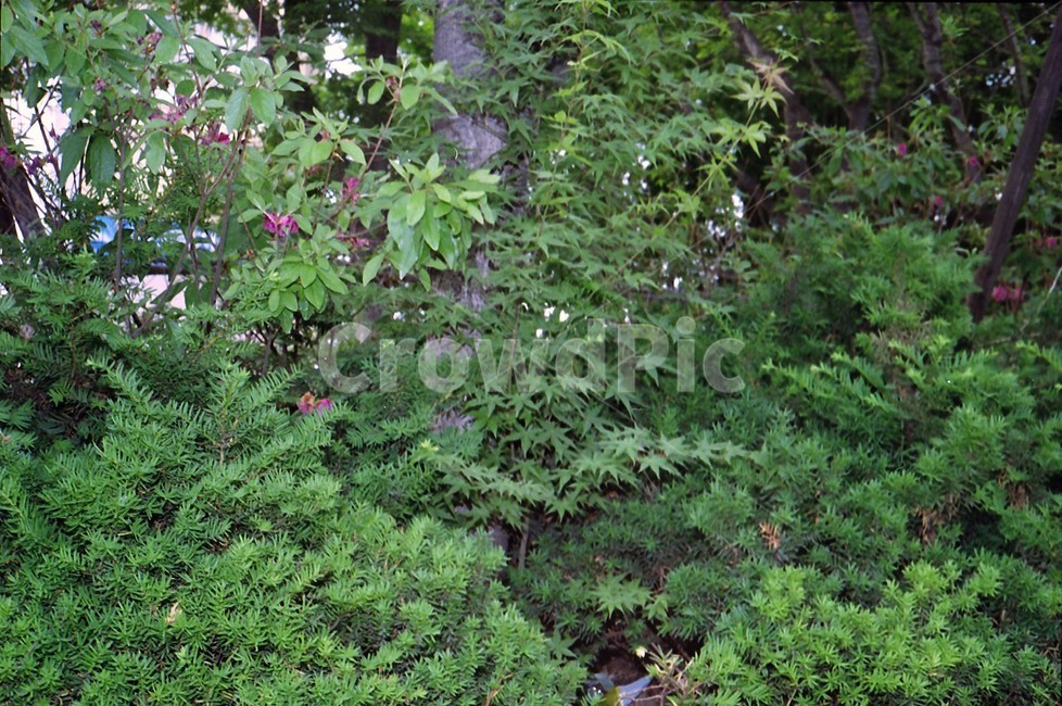 나무,식물,여름나무,필름사진,필름카메라,식물,자연,plants,nature
