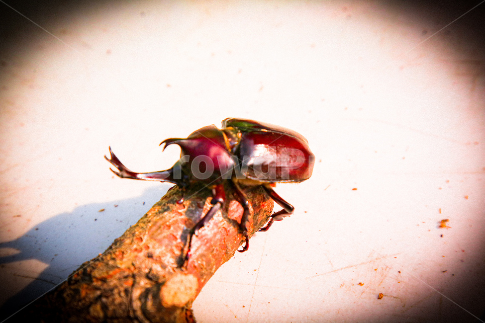 장수하늘소,곤충,옥외,자연,animal,동물,animal,곤충,벌레,insect,bug
