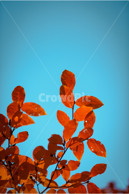 하늘,단풍,나무,감성사진,가을,fall,autumn,sky,tree,maple,autumncolor,leaves,색감,가을,계절,fall,autumn,season,식물,자연,plants,nature,leaf,잎,plant