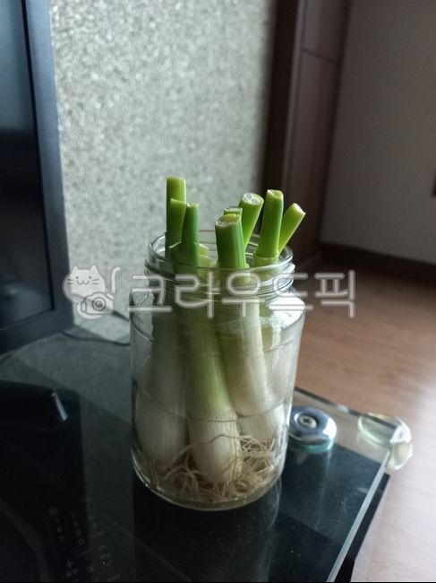 대파,대파키우기,3일차,집에서대파,대파수경재배