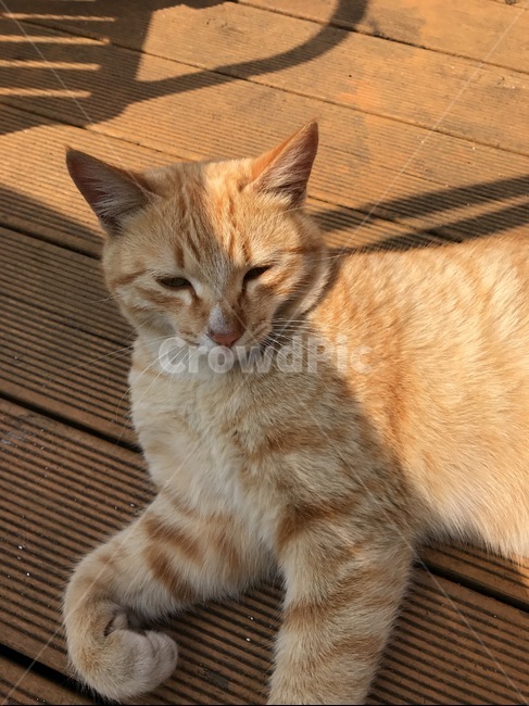 동물,고양이,낮잠,갈색,줄무늬,햇살,나른,animal,cat,sleep,nap,brown,동물,animal,포유류,mammal,고양이,cat,kitten,kitty