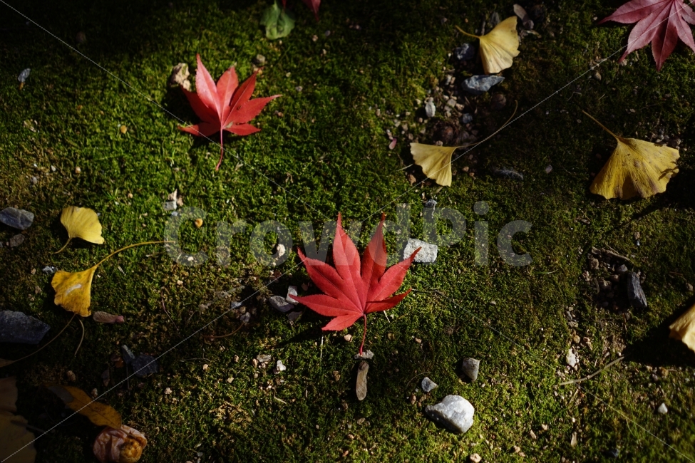단풍,붉은,가을,낙엽,빛,그림자,한국,잎,가을,계절,fall,autumn,season,식물,자연,plants,nature,plant,leaf,tree,나무