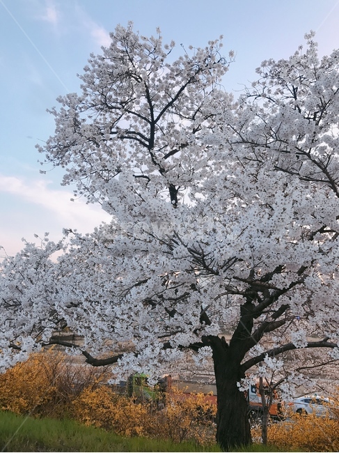 꽃,봄,날씨,벚꽃,4월,따뜻함,분홍꽃,벚꽃나무