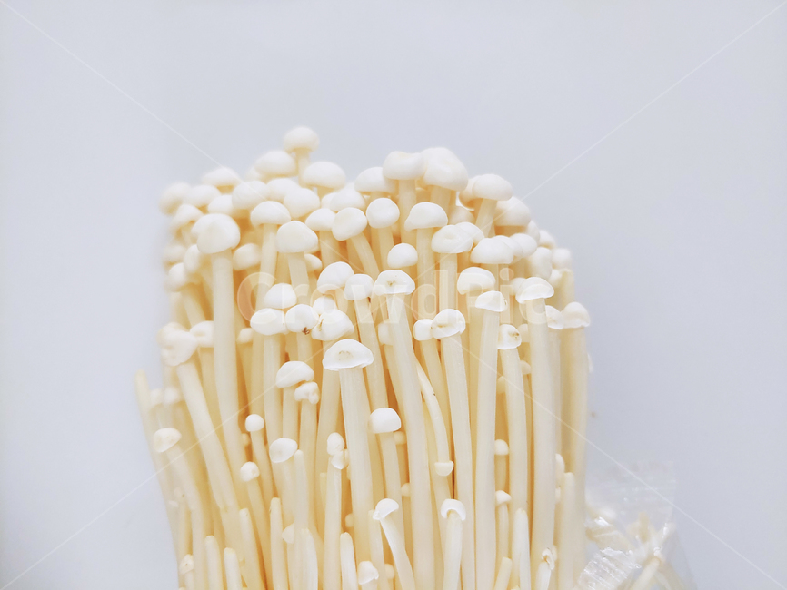 plant,팽이버섯,버섯,버섯류,식물,채소