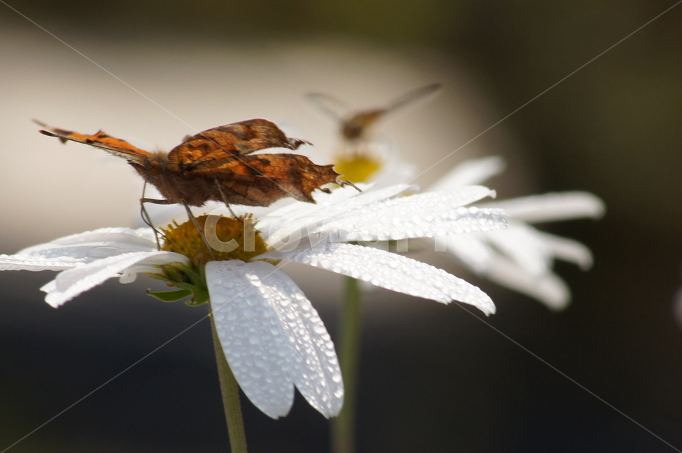 휴식,나비,꽃,향기,봄,식물,자연,plants,nature,꽃,flower,동물,animal,곤충,벌레,insect,bug