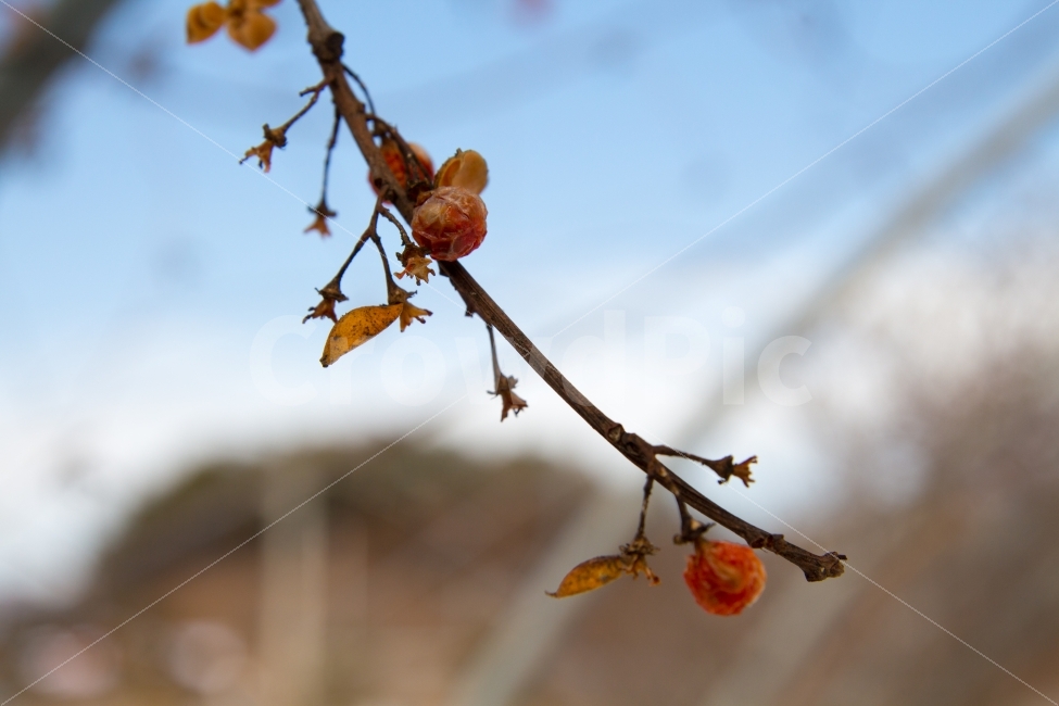 나무,겨울,열매,나뭇가지,추위,식물,자연,plants,nature,꽃,flower