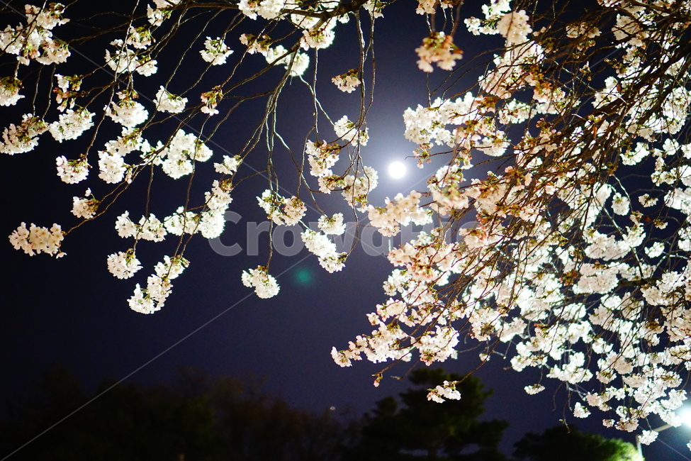 밤,벚꽃,야경,꽃,벚꽃야경,식물,감성사진,휴식,봄,나무,벚나무,분위기,봄,계절,spring,season,야경,밤,풍경,nightscape,night,landscape,plant,flower,blossom,cherry blossom