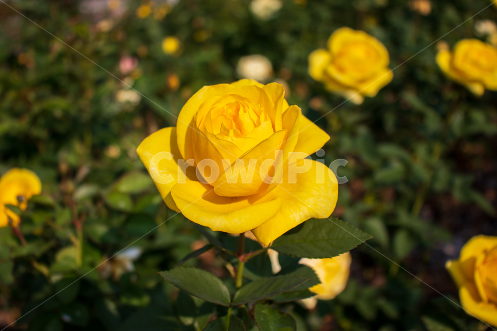 장미,rose,노란장미,꽃,봄,장미꽃,들장미,야생장미,로즈,식물,자연,여름,꽃잎,잎,만개,만발,야생,들,로맨틱,로맨스,사랑,낭만적인,낭만,아름다움,아름다운,미,공원,야외,정원,뜰,가든,노란색,옐로우,노랑,노란,옐로,그린,초록색,초록,녹색,계절,배경,바탕,백그라운드,flower,flowers,roses,spring,summer,yellowrose,wildrose,plant,nature,natural,yellow,bloom,blooming,blossom,romantic,romance,love,garden,petal,beautiful,beauty,green,leaf,leaves,wild,season,outdoor,outdoors,background