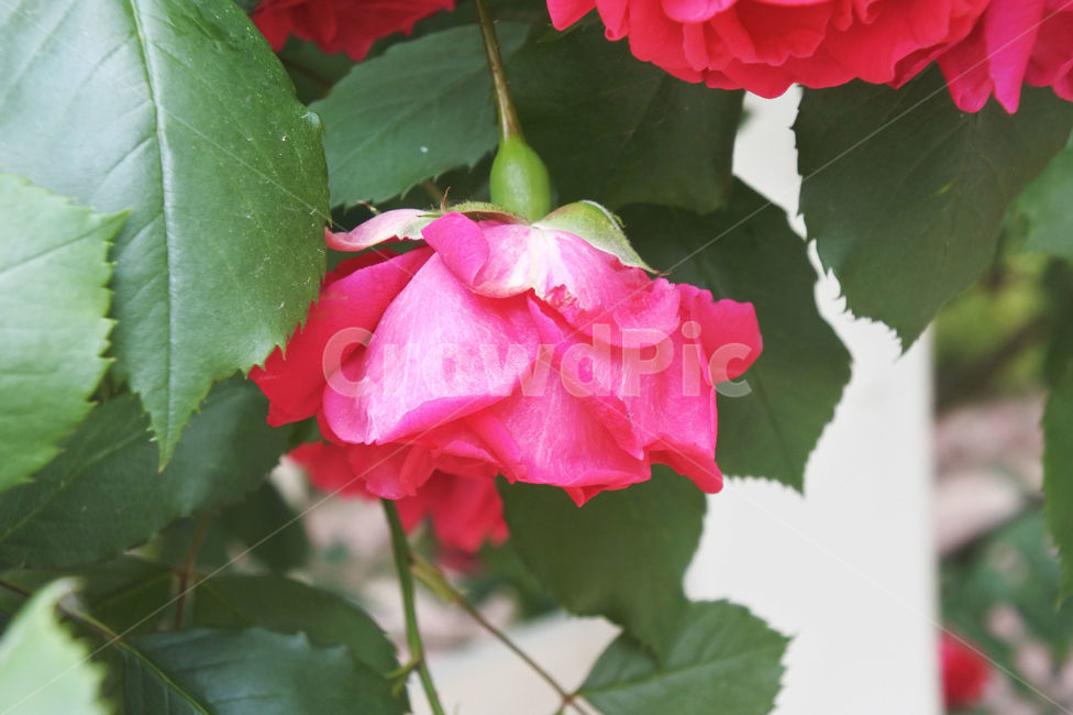 자연,장미,로즈,색감,초록,빨강,빨간색,초록색,green,red,rose