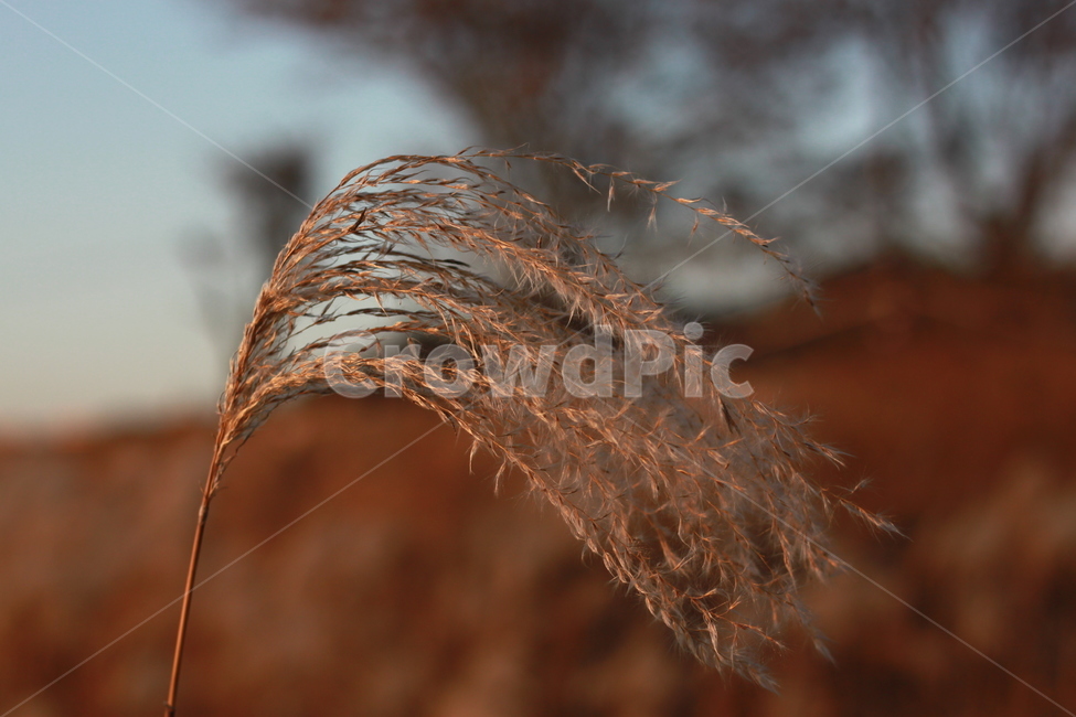 갈대,식물,grass,가을,겨울,억새,가을,계절,fall,autumn,season