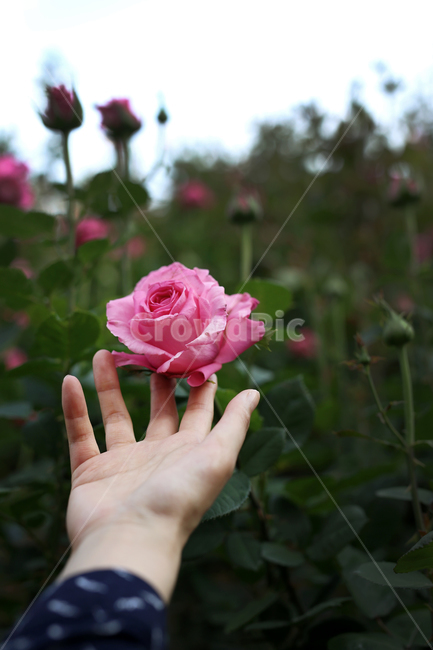 장미,장미꽃,장미축제,손,꽃,flower,rose,로즈,꽃축제,여자,여자손