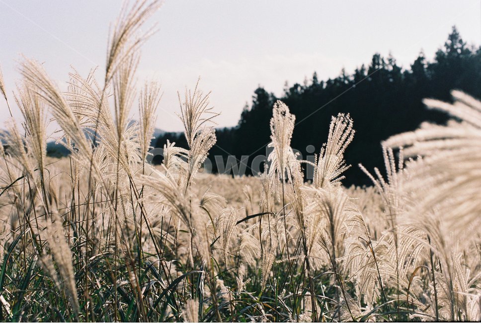 갈대,억새,가을,노을,산굼부리,jeju,제주,풍경,나무,숲,초록,green,island,섬,tree,forest,필름카메라,film,camera,카메라,녹색,갈색,흐림,석양,자연,nature,산