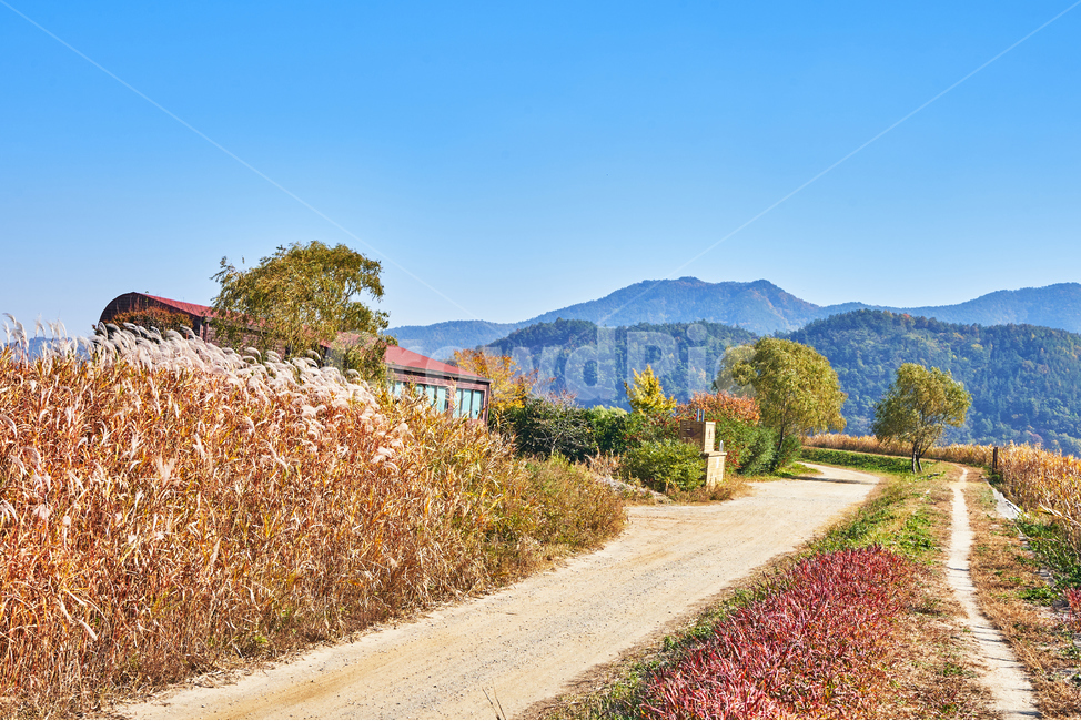 순천만습지,갈대,가을,자연,풍경,순천,하늘,산,자연,풍경,nature,landscape,road,도로,dirt road,흙길,gravel,자갈,outdoors,옥외