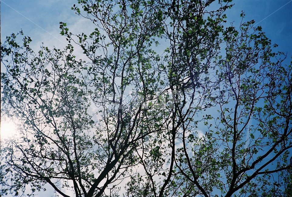 하늘,나무,햇빛,자연,풍경,sky,tree,sunshine,nature,landscape