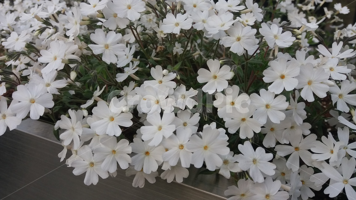 꽃,하얀꽃,flower,white,화단,garden