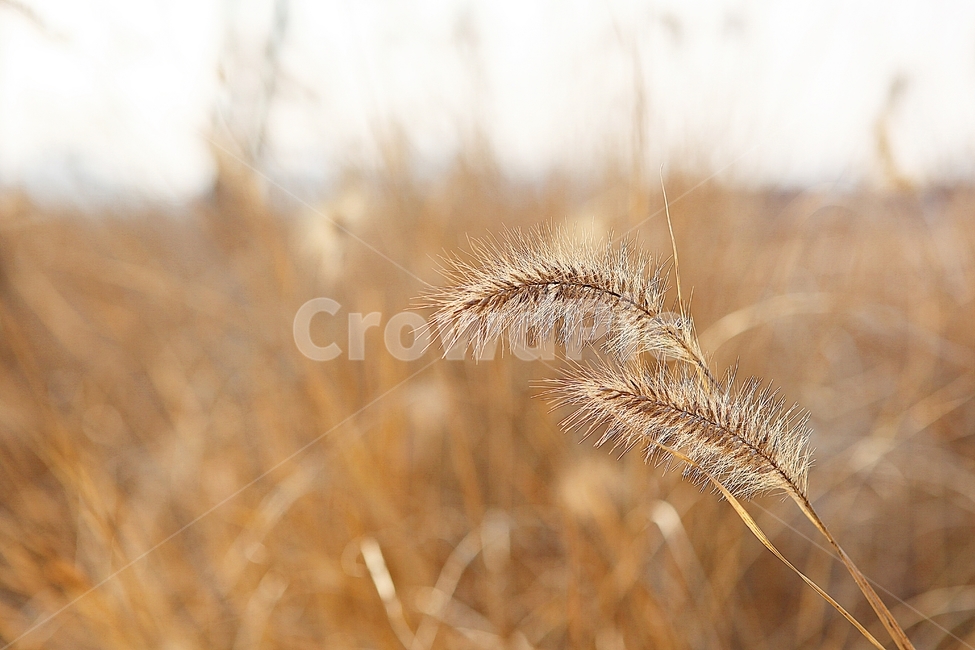 강아지풀,강아지풀꽃,꽃,잡초,가을,풀,공원,야외,가을,계절,fall,autumn,season,식물,자연,plants,nature
