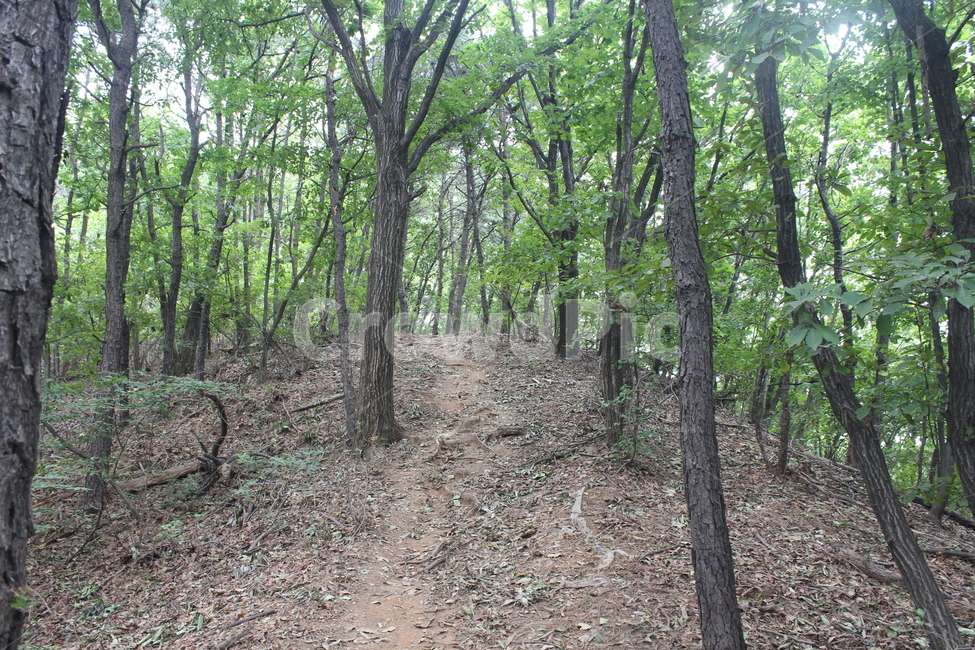 ground,바닥,tree,나무,path,자연,풍경,nature,landscape,나무,trees,wood,plant,식물