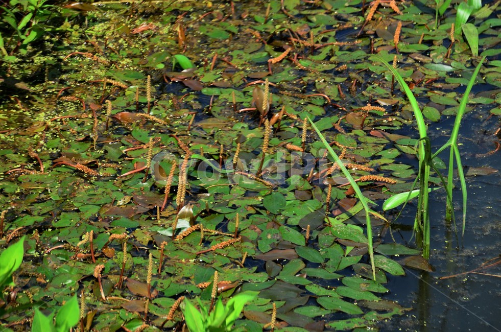 가래,가랫과,수생식물,여러해살이풀,물풀,관상용,식물,자연,plants,nature