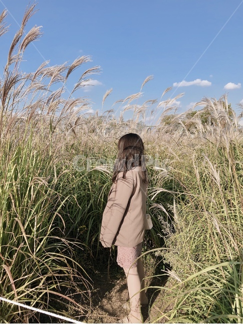 감성,가을,자연,여행,억새,하늘,fall,여자,인물,꽃,분위기,사람,가을,계절,fall,autumn,season,사람,인물,인간,human,person,여성,여자,woman,female,lady,grass,잔디,plant,식물,lawn,reed,갈대