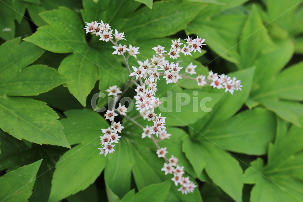 꽃,봄,여름,수목원,자연,봄,계절,spring,season,식물,자연,plants,nature,꽃,flower,leaf,잎,plant,blossom,acanthaceae,잔잔과