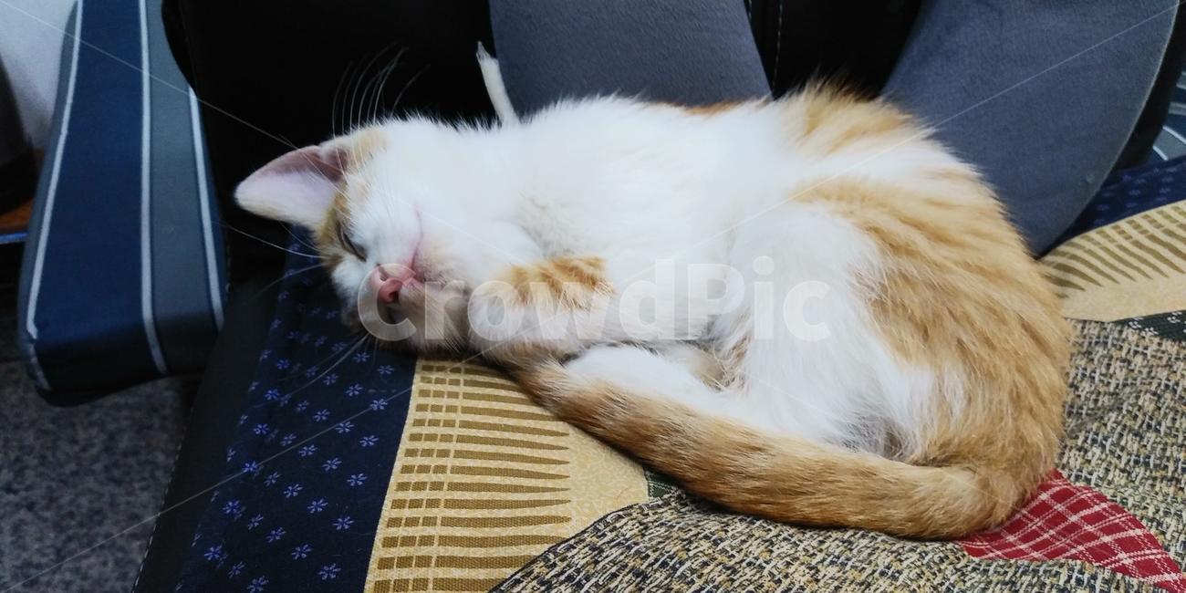 캣,cat,애완동물,동물,고양이,야생,animal,귀여움,깜찍,힐링