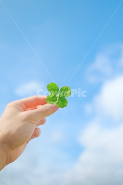 행운,네잎클로버,하늘,파란하늘,손,봄꽃,꽃잎,행복