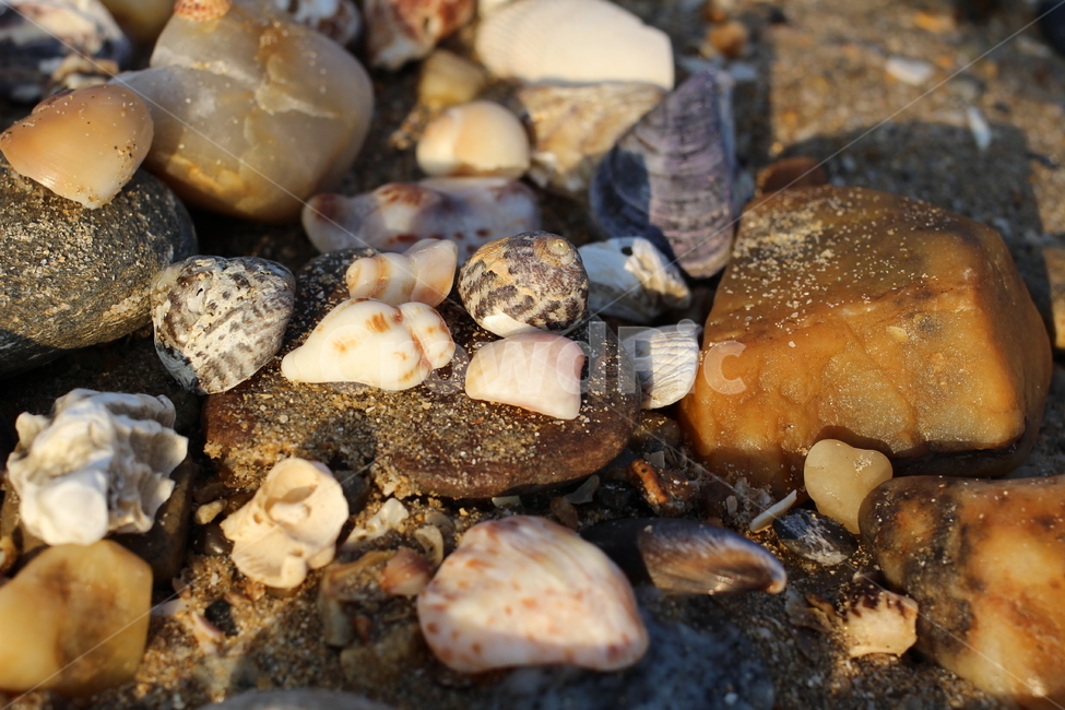 해양생물,sealife,조개,seashell,invertebrate,clam,조약돌