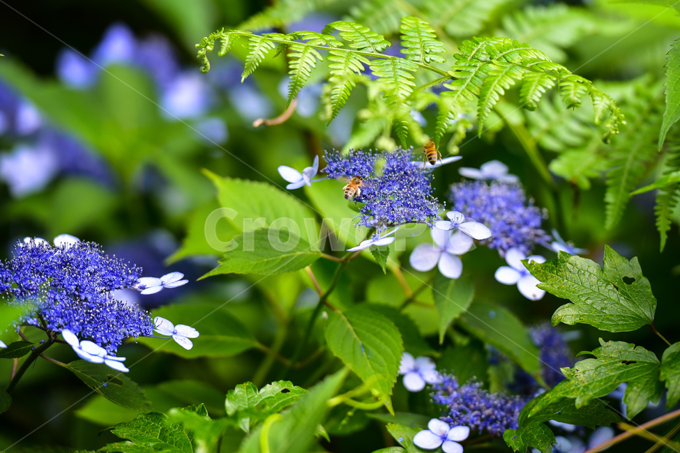 식물,꽃,수국,산수국,blossom,plant,벌,꿀벌