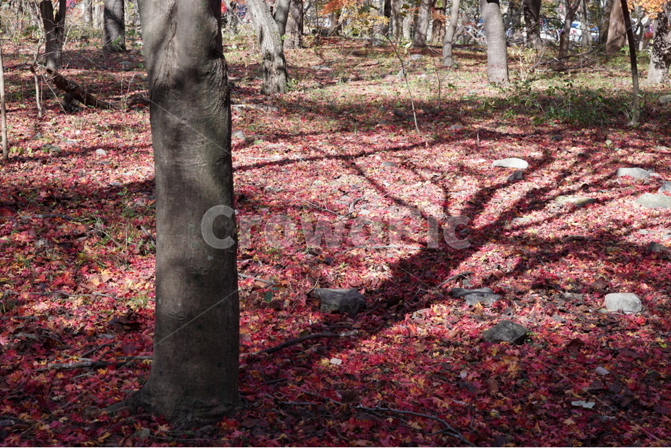 국내여행,내장산,단풍,풍경,햇살,가을,계절,fall,autumn,season,자연,풍경,nature,landscape,식물,plants,나무,trees,wood,plant,tree,ground,바닥,leaf,잎