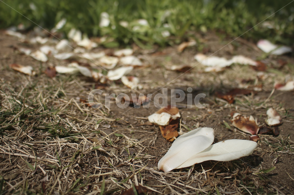 plant,식물,ground,바닥,flower,petal,꽃잎,백목련,목련,낙화