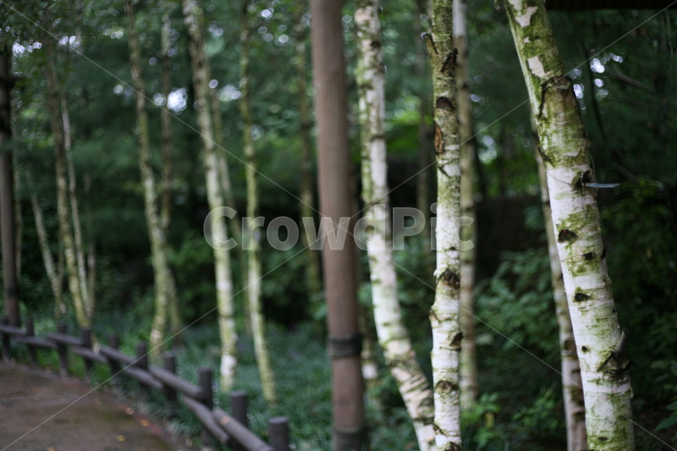 자작나무,숲,자작,공원,나무,tree,plant,식물,나무,trees,wood