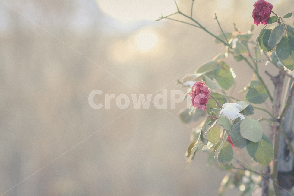 12월,겨울,장미,빨강,눈,80d,식물,자연,plants,nature,꽃,flower,감성,sensible,feeling,휴식,힐링,rest,relaxation,healing