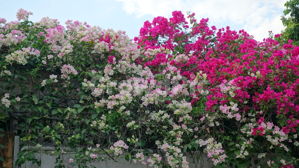 꽃,flower,열대,plant,식물,blossom,꽃송이
